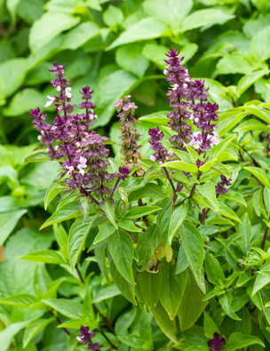 Holy Basil Anti inflammatory and anti histamine superstar