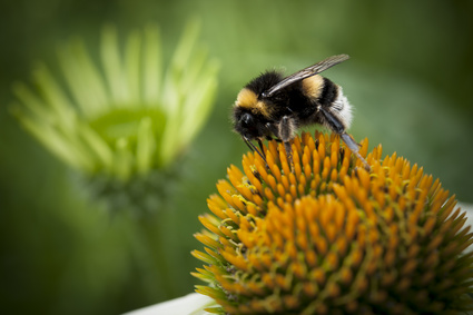 antihistamine bee pollen