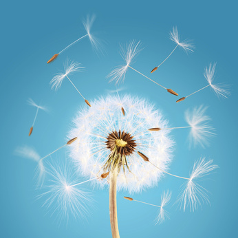 Overblown dandelion with seeds flying away with the wind