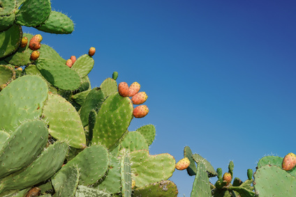 prickly pear cactus with blue sky background