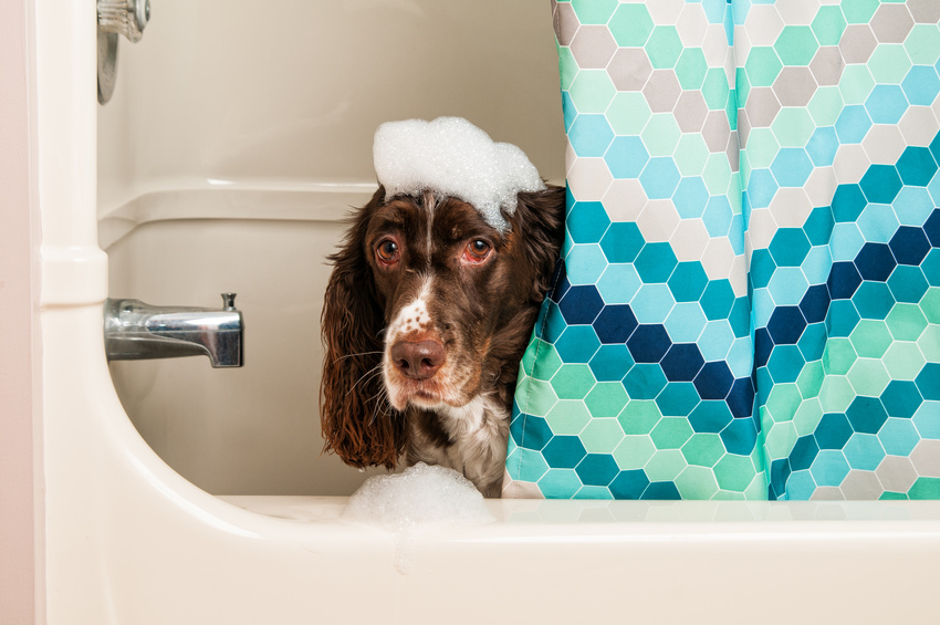 springer spaniel dog in the bath tub