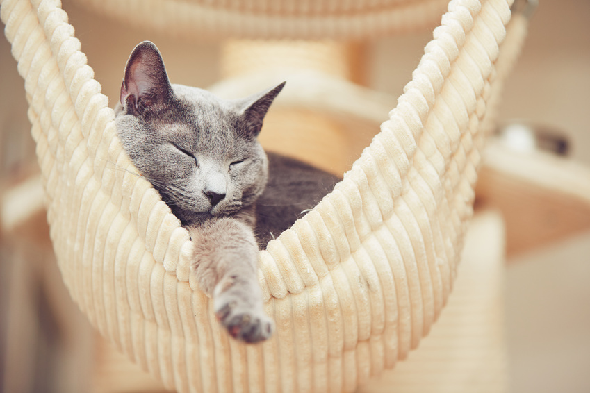 Sleepy russian blue cat in a striped yellow hammock