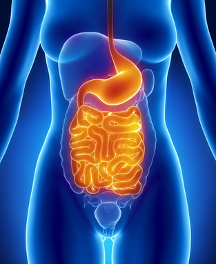 Female digestive system in blue xray