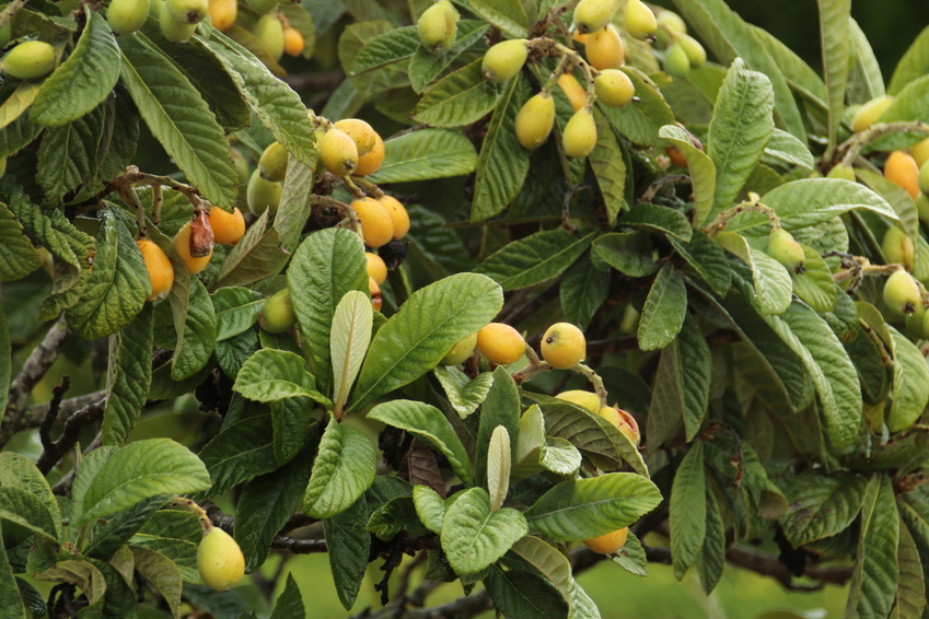 japanese plum tree