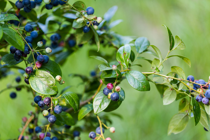 Ripe bluebberies on Southern blueberry farm.