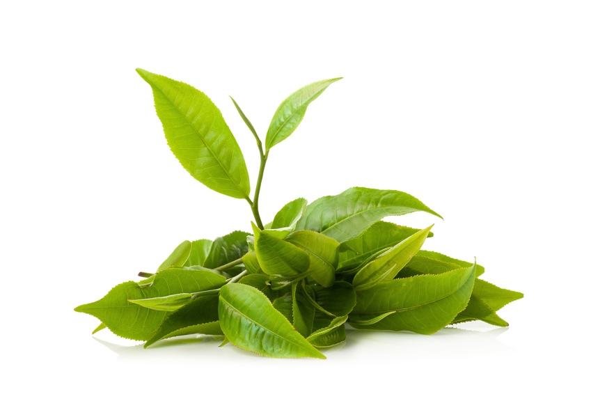 EGCG Tea Polyphenol Chills Out The Brain, Acts as Antihistamine